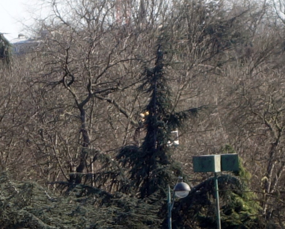 massacre dans la forêt